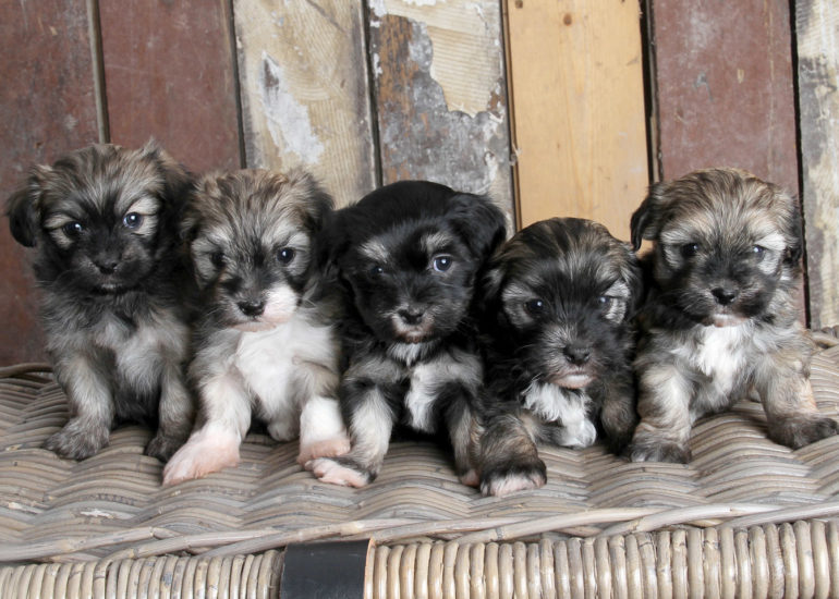 babybauch-fotografie