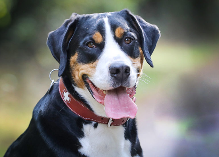 babybauch-fotografie