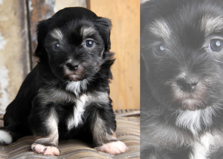 babybauch-fotografie