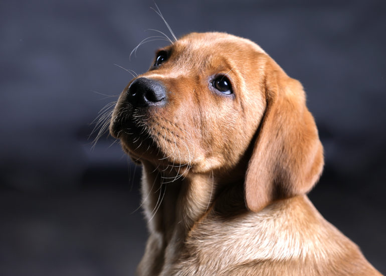 babybauch-fotografie